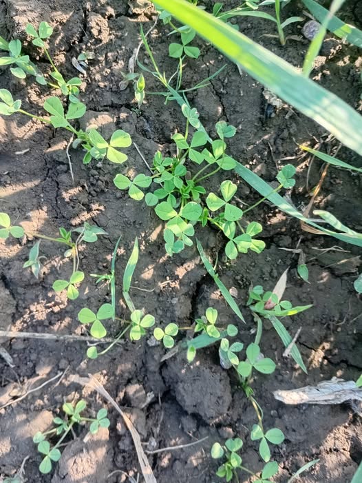 تم رش إيكوبارت منذ ١٠ أيام و الحشيشة دى لم تمت أرجو التفسير و الحل إن أمكن